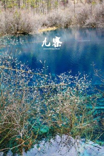 独步竹林