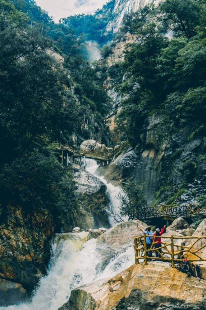 救援达尔马提亚狗
